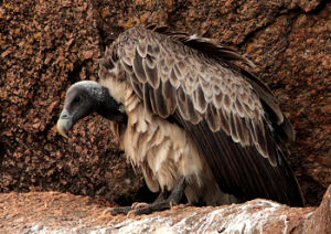 印度兀鷲（長喙兀鷲）Gyps indicus