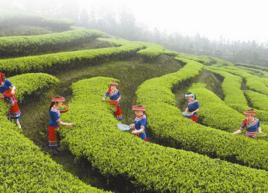 川茶4號 川茶4號