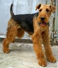 Airedale Terrier Airedale Terrier