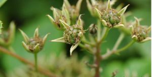 陝西懸鉤子 陝西懸鉤子