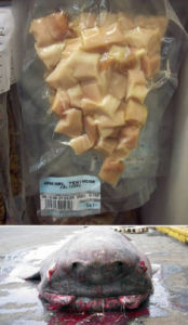 冰島發酵鯊魚肉
