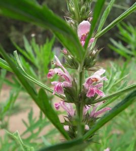 益母草花 益母草花