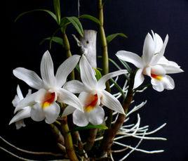 喉紅石斛 喉紅石斛