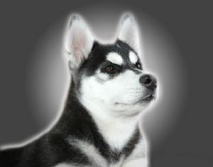 西伯利亞雪橇犬-哈士奇