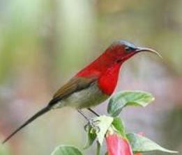 黃腰太陽鳥馬來亞種 黃腰太陽鳥馬來亞種