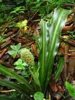 尾萼開口箭 尾萼開口箭