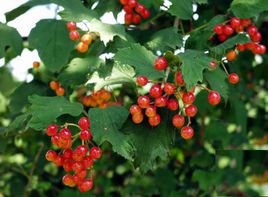 紅萼茶藨子 紅萼茶藨子