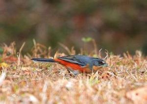 紅腰歌鵐 紅腰歌鵐