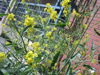 Communication University of China, Nanguang College