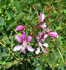 雲南羊蹄甲 雲南羊蹄甲