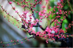 西洋山梅花 西洋山梅花