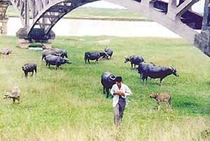 土壤頂極群落 土壤頂極群落