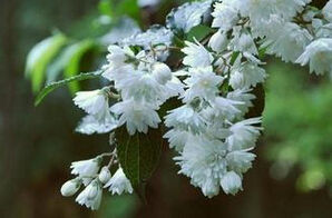 狹葉溲疏 狹葉溲疏