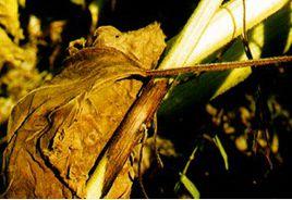 向日葵細菌性莖腐病 向日葵細菌性莖腐病