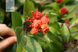 圓錐大青 圓錐大青