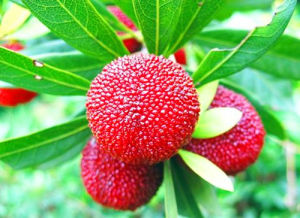 寶岩楊梅 寶岩楊梅