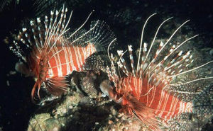 印度赤鮋 印度赤鮋