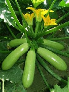 高原夏菜 高原夏菜