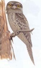 澳洲裸鼻鴟 澳洲裸鼻鴟