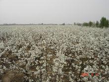 山東陽信梨花節