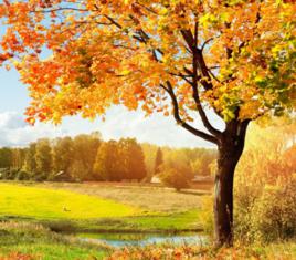 秋思[劉少雄作詞、肖發燦作曲（萬寶快閃）]