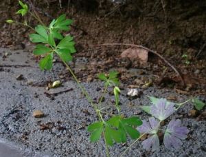 紫背鹿銜草 紫背鹿銜草