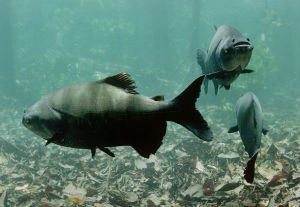 黑鰭巨脂鯉 黑鰭巨脂鯉