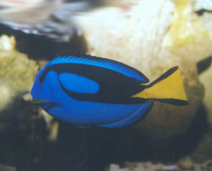 歐氏平頭魚 歐氏平頭魚