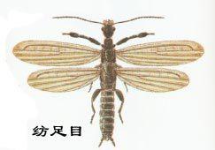 紡足目異絲蟻科 紡足目異絲蟻科