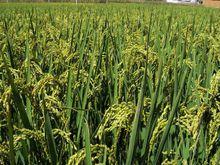 蘿蔔莊自然村水稻種植業