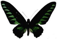 咬鵑翠葉紅頸鳳蝶(雄