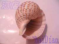 花點鶉螺 花點鶉螺