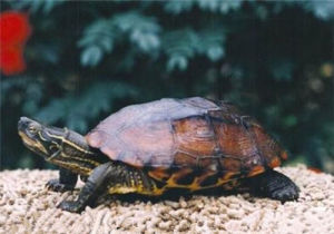 缺頜花龜 缺頜花龜