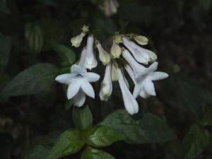 簇花蛇根草 簇花蛇根草