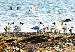 遺鷗