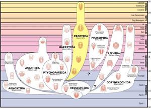 砑頭蟲目 砑頭蟲目