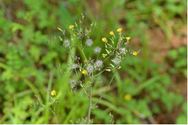 絹毛黃鵪萊 絹毛黃鵪萊