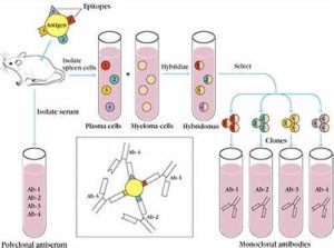 抗RA33抗體 抗RA33抗體