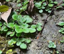 四川石蝴蝶 四川石蝴蝶