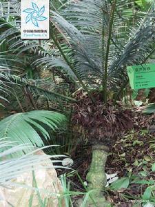 葫蘆蘇鐵 葫蘆蘇鐵