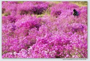 嶺上杜鵑 嶺上杜鵑