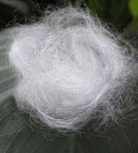 植物纖維 植物纖維