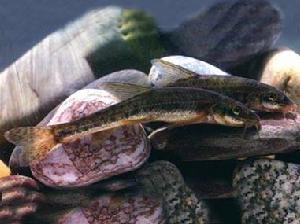 修長高原鰍 修長高原鰍