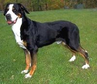 大瑞士山地犬