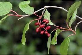 紫藥紅莢蒾 紫藥紅莢蒾