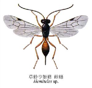草蛉亨姬蜂 草蛉亨姬蜂