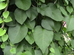 雲南大柱藤 雲南大柱藤