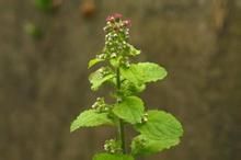 柔毛艾納香 柔毛艾納香