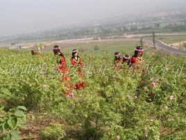 秦渭1號大馬士革玫瑰 秦渭1號大馬士革玫瑰