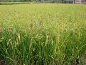 寧粳43號 寧粳43號